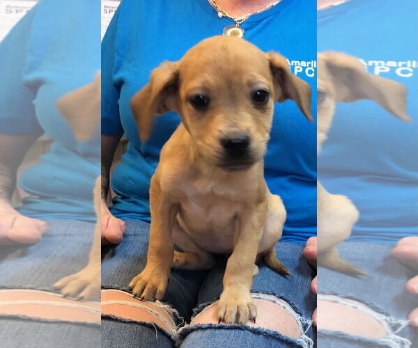 Medium Photo #2 German Shorthaired Lab Puppy For Sale in Amarillo, TX, USA