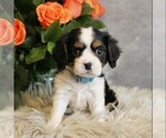 Small #7 Bernese Mountain Dog-Cavalier King Charles Spaniel Mix