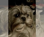 Small Photo #1 Shih Tzu Puppy For Sale in JACKSON, TN, USA