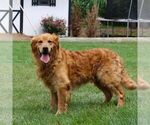 Small Photo #1 Golden Retriever Puppy For Sale in LITITZ, PA, USA