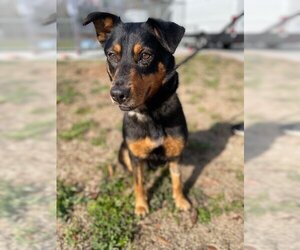 Australian Shepherd-Unknown Mix Dogs for adoption in Baytown, TX, USA