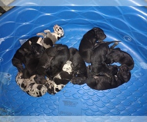 Great Dane Puppy for sale in LAS VEGAS, NV, USA
