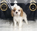 Small #7 Cavalier King Charles Spaniel