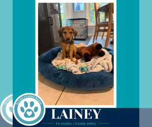 Lainey ( L Crew) 102426 - Female Labrador Retriever-Unknown Mix Dog for Adoption - Photo #4