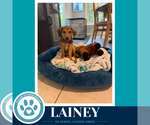 Small Photo #4 Labrador Retriever-Unknown Mix Puppy For Sale in Kimberton, PA, USA