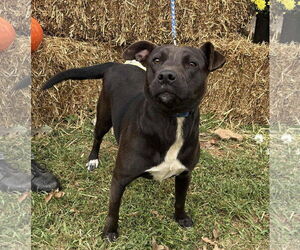 American Pit Bull Terrier-Beagle Mix Dogs for adoption in Rustburg, VA, USA