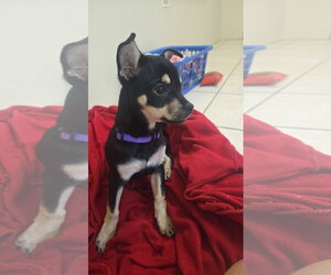 Chipin Dogs for adoption in Virginia Beach, VA, USA