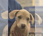 Small #1 American Pit Bull Terrier-Catahoula Leopard Dog Mix