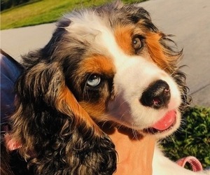 Mother of the Cocker Spaniel puppies born on 08/27/2025