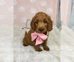 Small #3 Goldendoodle mix (+ Poodle Miniature)