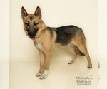 Small German Shepherd Dog Mix