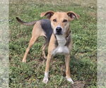 Small Photo #12 Beagle-German Shepherd Dog Mix Puppy For Sale in Lakewood, CO, USA