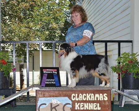 Medium Photo #1 Miniature American Shepherd Puppy For Sale in PRESCOTT, OR, USA
