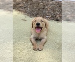 Small Photo #7 Golden Retriever Puppy For Sale in VALDOSTA, GA, USA