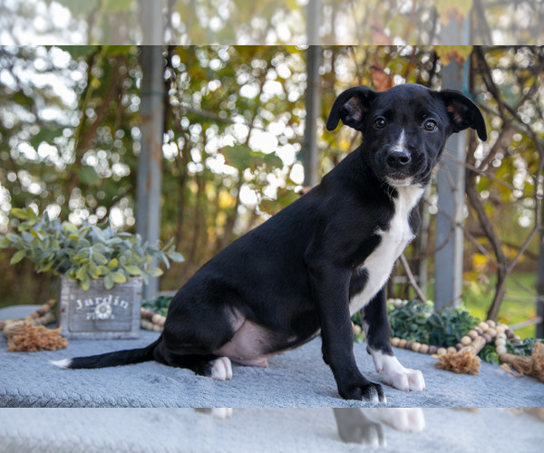 Medium Photo #4 Border Collie-Boxer Mix Puppy For Sale in MILLERSBURG, IN, USA