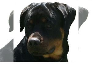 Father of the Rottweiler puppies born on 03/16/2024