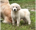 Image preview for Ad Listing. Nickname: Litter of 3