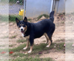 Small Bernese Mountain Dog-Huskies  Mix