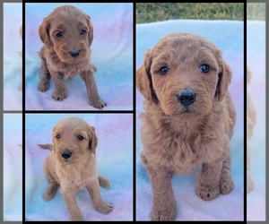 Goldendoodle-Poodle (Standard) Mix Puppy for sale in MAYSVILLE, KY, USA
