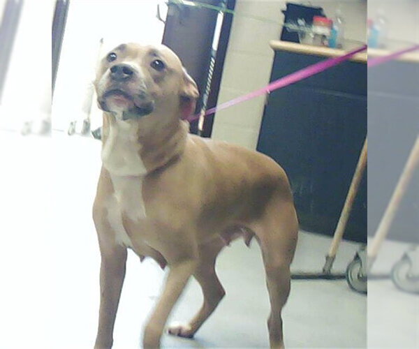 Medium Photo #1 Mutt Puppy For Sale in Fayetteville, NC, USA