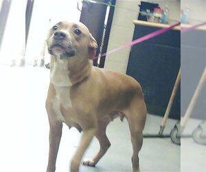 Mutt Dogs for adoption in Fayetteville, NC, USA