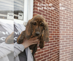 Small Photo #14 Plott Hound Puppy For Sale in MIDVALE, UT, USA