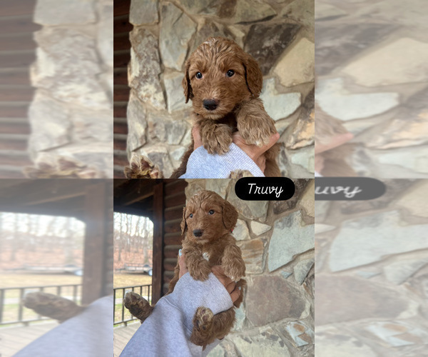 Medium Photo #1 Goldendoodle Puppy For Sale in SEAGROVE, NC, USA