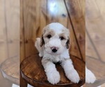 Small Bernedoodle (Miniature)