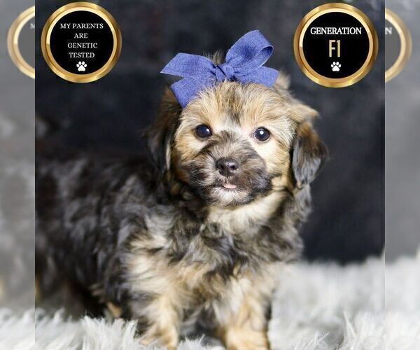 Medium Photo #7 YorkiePoo Puppy For Sale in WARSAW, IN, USA