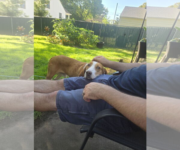 Medium Photo #12 Mutt Puppy For Sale in Oakhurst, NJ, USA