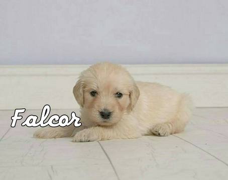 Medium Photo #1 Goldendoodle Puppy For Sale in EDMOND, OK, USA