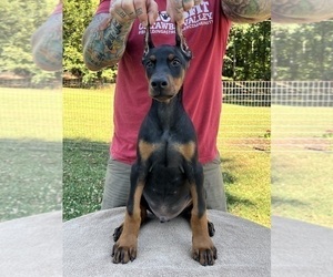 Doberman Pinscher Puppy for sale in NEWTON, NC, USA