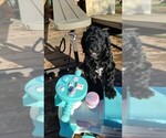 Small Photo #2 Aussiedoodle Puppy For Sale in LONGVIEW, WA, USA