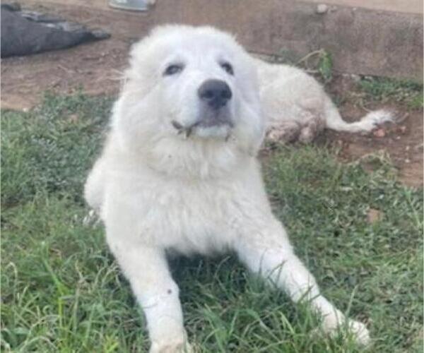Medium Photo #8 Great Pyrenees Puppy For Sale in MULLIN, TX, USA