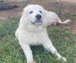 Small #7 Great Pyrenees