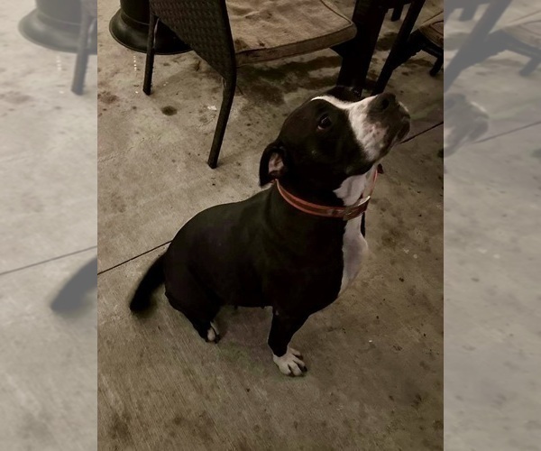Medium Photo #1 Alapaha Blue Blood Bulldog Puppy For Sale in ALBANY, GA, USA