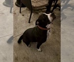 Small Photo #1 Alapaha Blue Blood Bulldog Puppy For Sale in ALBANY, GA, USA