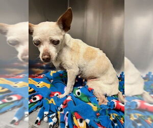 Chihuahua Dogs for adoption in Downey, CA, USA