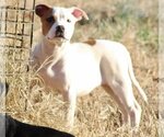 Small Photo #2 American Bulldog-Staffordshire Bull Terrier Mix Puppy For Sale in Mooresville, NC, USA