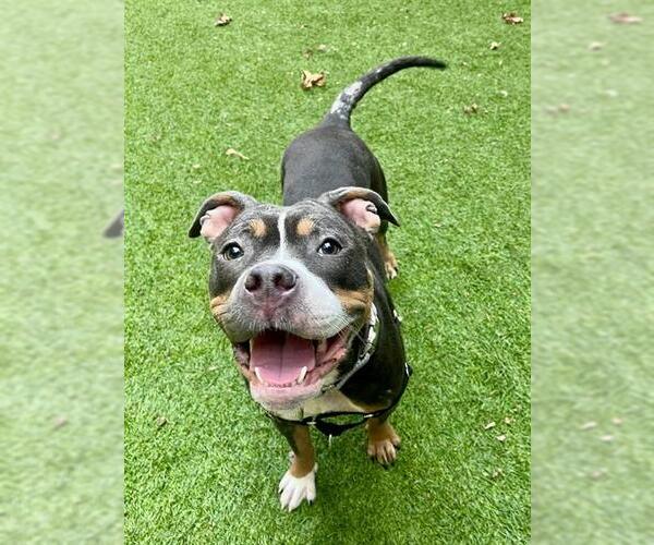 Medium Photo #1 Mutt Puppy For Sale in San Francisco, CA, USA