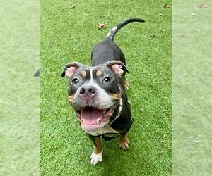 Mutt Dogs for adoption in San Francisco, CA, USA