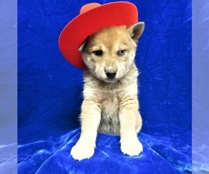 Shiba Inu Puppy for sale in NORWOOD, MO, USA