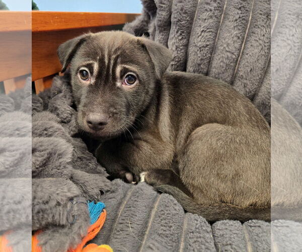 Medium Photo #1 Mutt Puppy For Sale in Cliffwood, NJ, USA