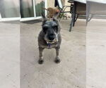 Small #6 Miniature Schnauzer Mix