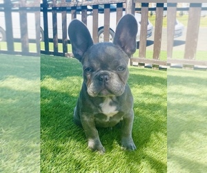 French Bulldog Puppy for sale in SAN DIEGO, CA, USA