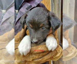 Australian Shepherd Puppy for sale in WADENA, MN, USA