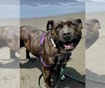 Small #4 American Pit Bull Terrier Mix