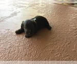 Small Photo #13 Schnauzer (Miniature) Puppy For Sale in CAPE CORAL, FL, USA