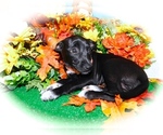 Small Photo #4 Jack-Rat Terrier-Labrador Retriever Mix Puppy For Sale in HAMMOND, IN, USA