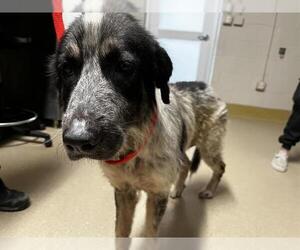 German Wirehaired Pointer-Unknown Mix Dogs for adoption in Grand Prairie, TX, USA